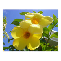 Golden Trumpet Flowers Postcard