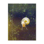 Golden Water Snail Post Card