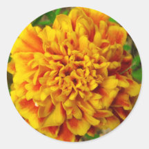 Golden Yellow Marigold Close Up Round Sticker