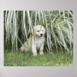 Goldendoodle puppy sitting under tall grasses print