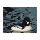 Goldeneye Duck postcards