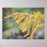 Goldenrod Posters
