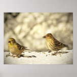 Goldfinch and Pine Siskin Posters
