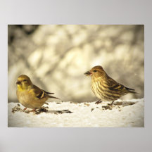 Goldfinch and Pine Siskin Posters