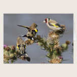 Goldfinch cards