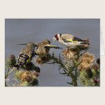 Goldfinch cards