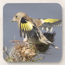 Goldfinch Cork Coaster