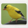 Goldfinch Mousepad