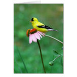 Goldfinch on Coneflower cards