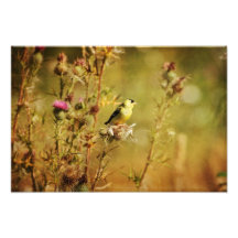 Goldfinch Photo
