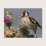 Goldfinch postcards