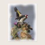 Goldfinch postcards