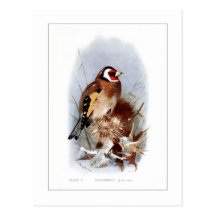 Goldfinch Postcard