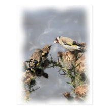 Goldfinch Postcards