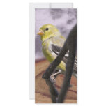 goldfinch rack cards