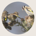Goldfinch stickers