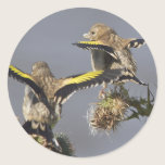 Goldfinch stickers
