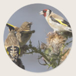 Goldfinch stickers