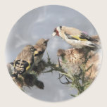 Goldfinch stickers