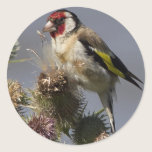 Goldfinch stickers