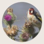 Goldfinch stickers