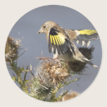 Goldfinch stickers