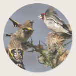 Goldfinch stickers