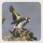 Goldfinch stickers