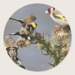 Goldfinch stickers