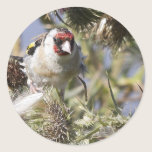 Goldfinch stickers