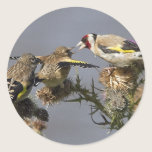 Goldfinch stickers