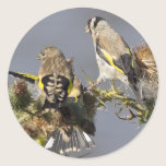 Goldfinch stickers