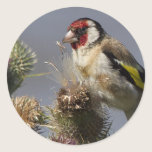 Goldfinch stickers
