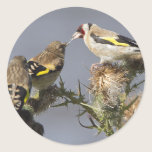 Goldfinch stickers