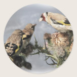 Goldfinch stickers