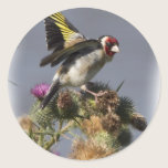 Goldfinch stickers