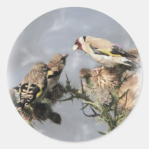 Goldfinch Sticker