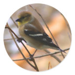 Goldfinch Watercolor stickers