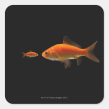 Goldfish 4 square sticker