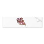 Goldfish glistens in the sun bumper stickers