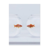 Goldfish in separate fishbowls looking face to postcards