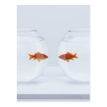 Goldfish in separate fishbowls looking face to postcards