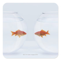 Goldfish in separate fishbowls looking face to square sticker