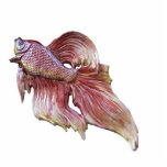 Goldfish is bright of pearl photo sculptures