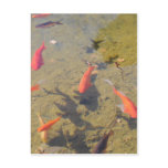 Goldfish Pond postcards