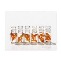 Goldfish Post Card
