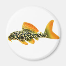 Goldy Sunshine Pleco Magnet