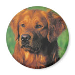 Golen Retriever magnet