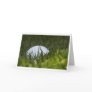 golf ball hiding