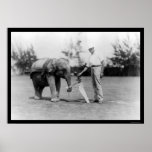 Golfer and Elephant Caddy in Miami, FL 1922 posters